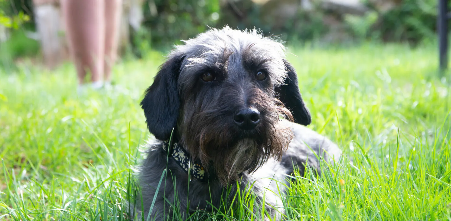 A grey wire-haired dog lying in bright green grass and looking at the camera