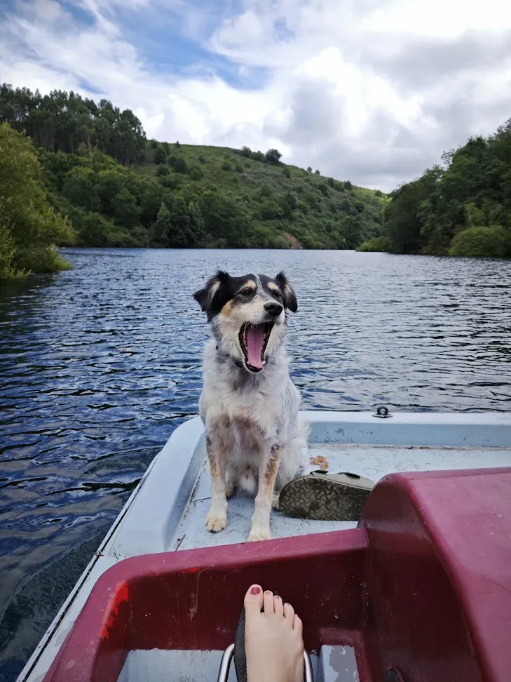 A dog yawning at the bow of a small boat on the reservoir, wooded hills behind and a bare foot in the foreground