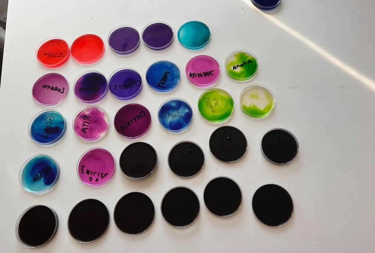 Rows of petri dishes filled with bright pink, purple, blue and green pigments, each labelled by hand with a name