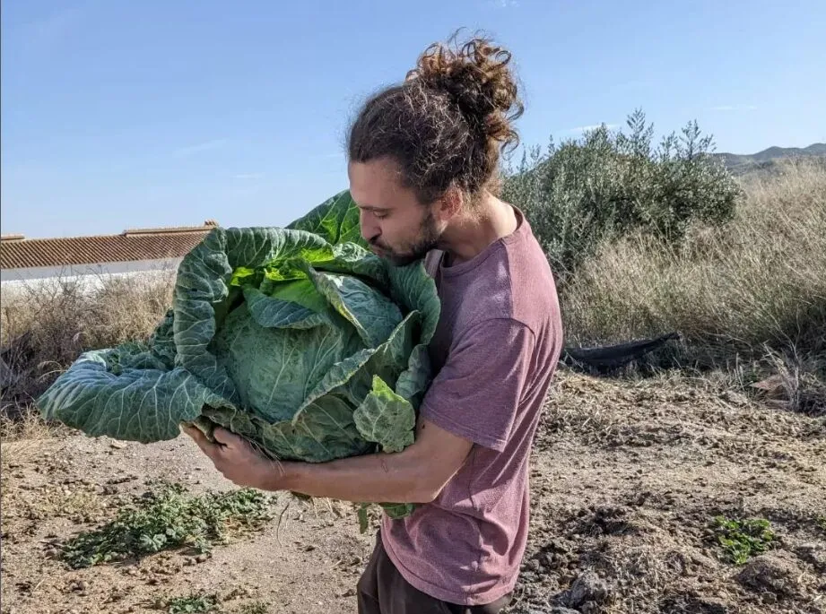 Man with tied-back curly hair carrying an enormous cabbage in his arms across a dry field