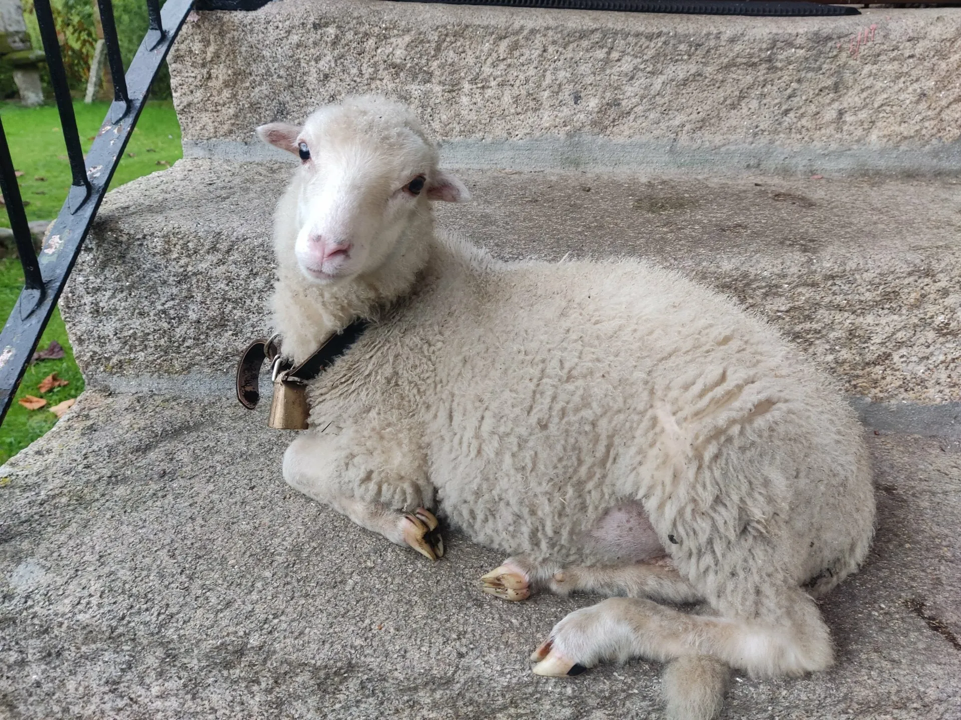 Amador, the coliving’s sheep, lying on the granite steps with a bell on his collar