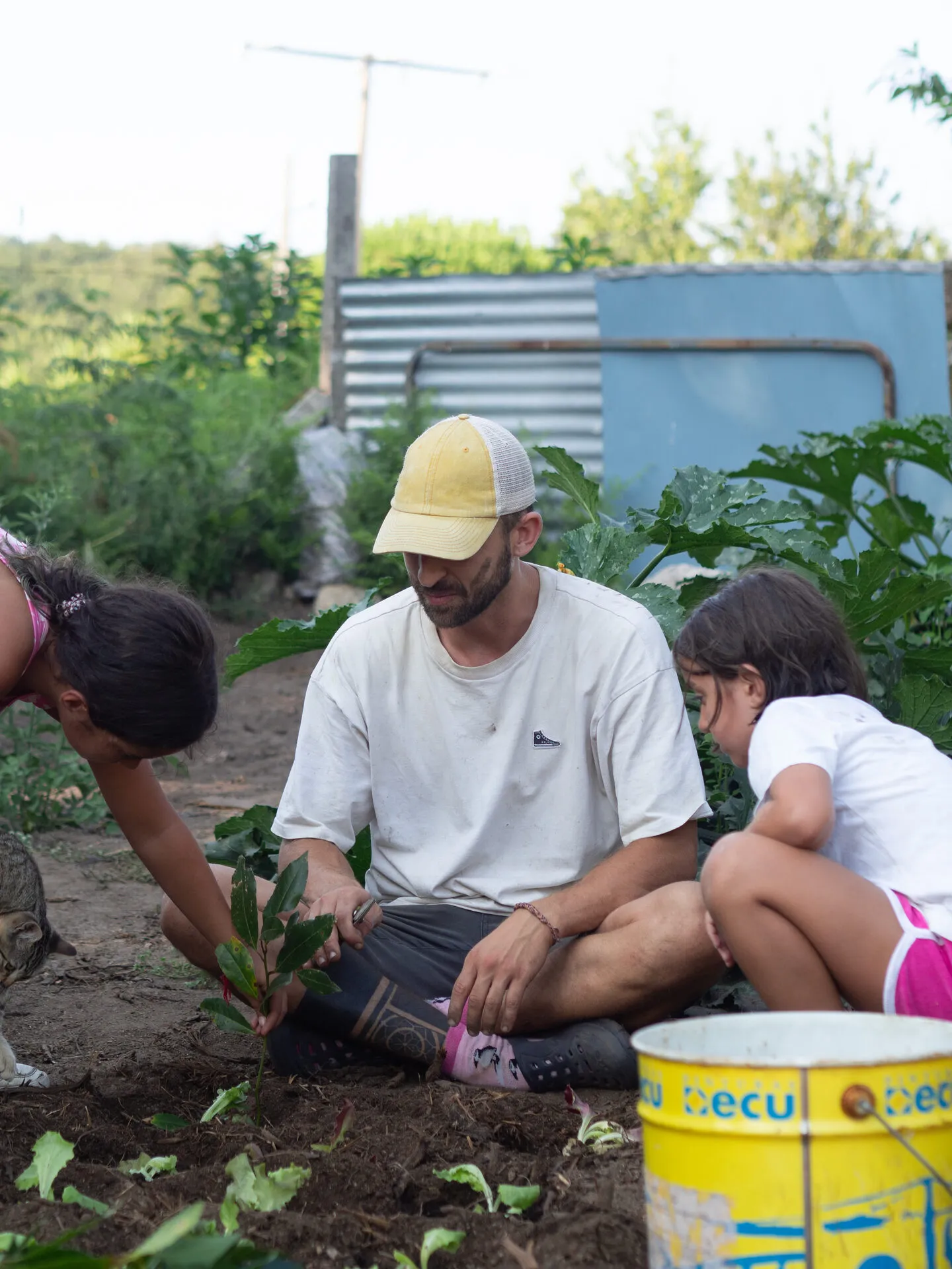 Victor kneeling in a vegetable garden, planting seedlings with two girls beside a yellow bucket