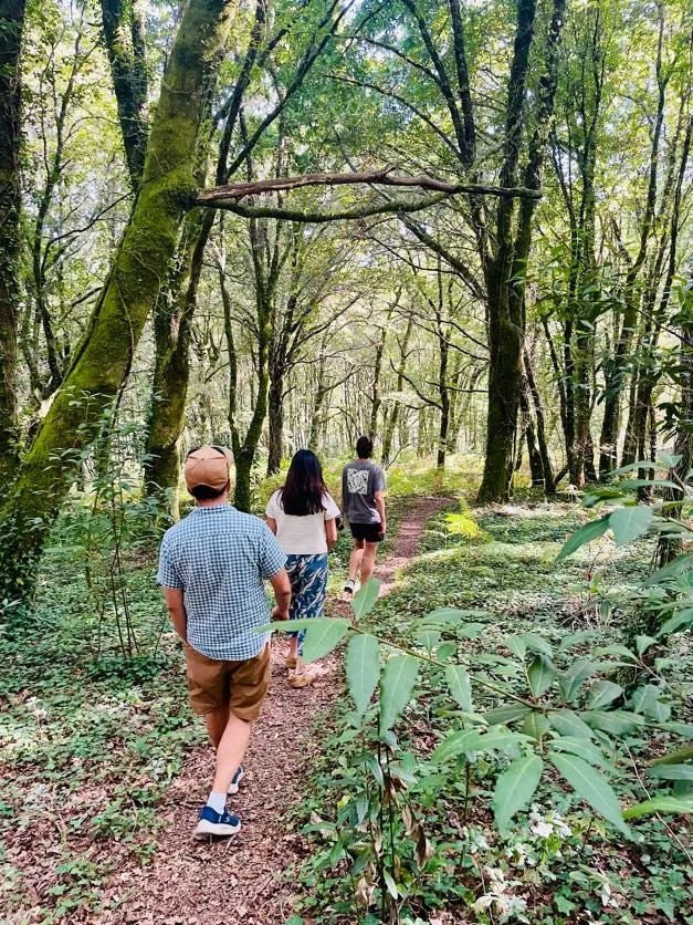 Three people walking a narrow dirt path through mossy native woodland